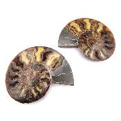 Ammonite Clinoviceras Nacrée Sciée Paire 12313