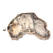 Bois Fossile Plaque 0138