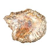 Bois Fossile Plaque 14438