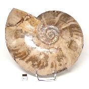 Ammonite Nacrée Entière 0146