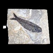 Poisson Fossile n°152