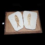 Poisson Fossile n°166