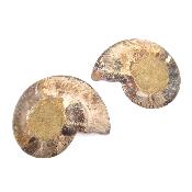 Ammonite Clinoviceras Nacrée Sciée Paire 20329