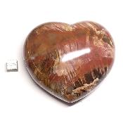 Bois Fossile Coeur 2046