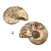 Ammonite sciée 2326