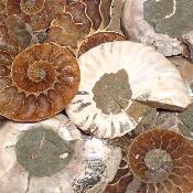 Ammonite Sciée Paire