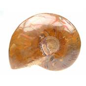 Ammonite Nacrée Entière