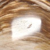 Bois Fossile Forme Libre 04069
