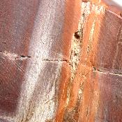 Bois Fossile Forme Libre 04071