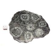 Diorite Orbiculaire Plaque 0118
