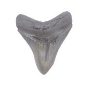 Dent de Mégalodon 13416