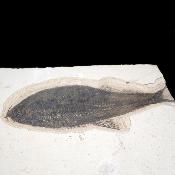 Poisson Fossile n°155