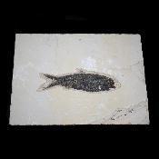 Poisson Fossile n°158