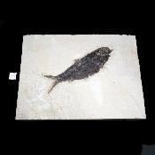 Poisson Fossile n°164