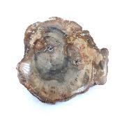 Bois Fossile Plaque 19126