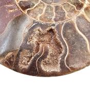 Ammonite Clinoviceras Nacrée Sciée Paire 20335