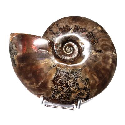 Ammonite Nacrée Entière 20351