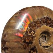 Ammonite Nacrée Entière 20352