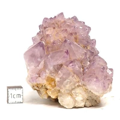 Cristal Cactus Brute 2053