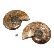 Ammonite sciée 2077