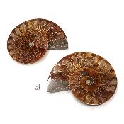 Ammonite sciée 2078