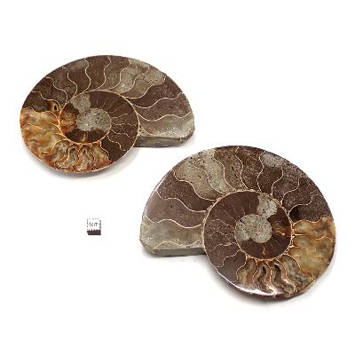 Ammonite sciée 2326