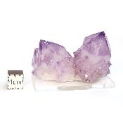 Cristal Cactus Brute 2726