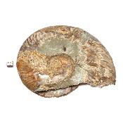 Ammonite sciée 3044