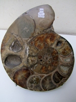 Ammonites Sciées Paire - Numéroté(e)s