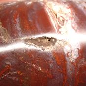 Bois Fossile Forme Libre 04071
