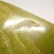 Opale Verte Forme libre 0108