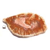 Bois Fossile Plaque 0136