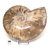 Ammonite Nacrée Entière 0142