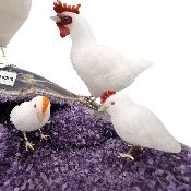 Famille de poules 14296