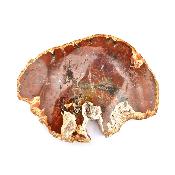 Bois Fossile Plaque 14424