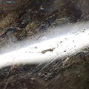 Labradorite Forme Libre 15508