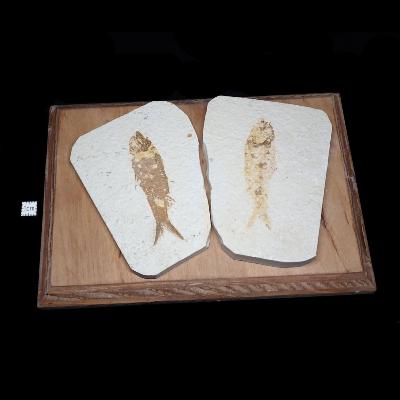 Poisson Fossile n°166
