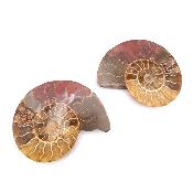 Ammonite Clinoviceras Nacrée Sciée Paire 20335