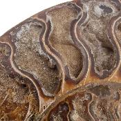 Ammonite Clinoviceras Nacrée Sciée Paire 20336