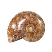 Ammonite Nacrée Entière 20337