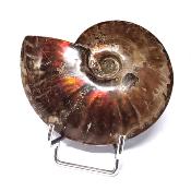 Ammonite Nacrée Entière 20350