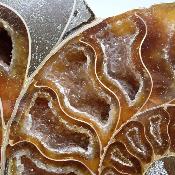Ammonite sciée 2078