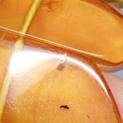 Ambre de la Baltique Bracelet 2172