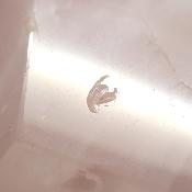 Quartz Rose Dodécaèdre 3020