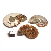 Ammonite Sciée Paire