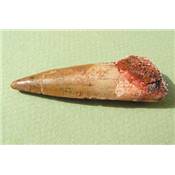 Dent Fossile
