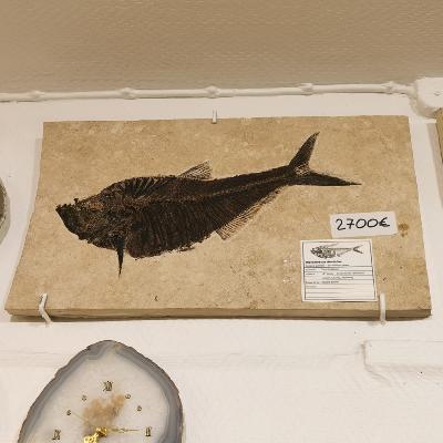 Poisson Fossile n°4