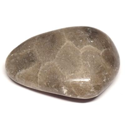Petoskey Stone