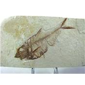 Poisson Fossile Provenance Wyoming