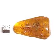 Ambre de la Baltique morceau poli n° 05946